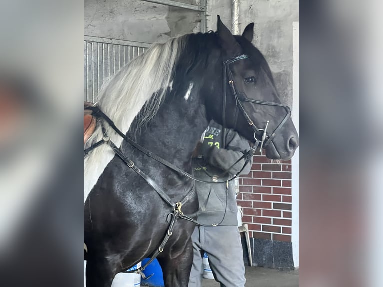 Frison Croisé Jument 10 Ans 158 cm Pinto in Görzke