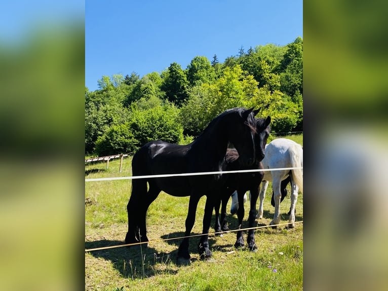 Frison Jument 10 Ans 160 cm Noir in Dobovec