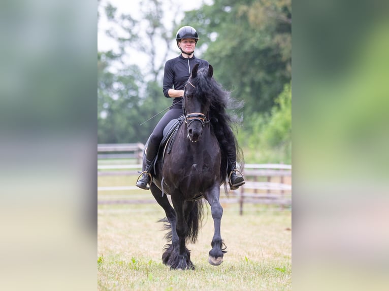 Frison Jument 10 Ans 162 cm Noir in MeinerzhagenMeinerzhagen