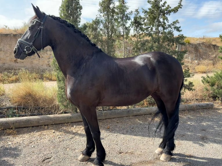 Frison Croisé Jument 10 Ans 165 cm Noir in Zaragoza