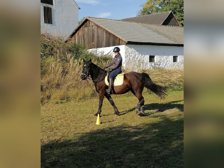 Frison Croisé Jument 10 Ans 165 cm Noir in Modlisch
