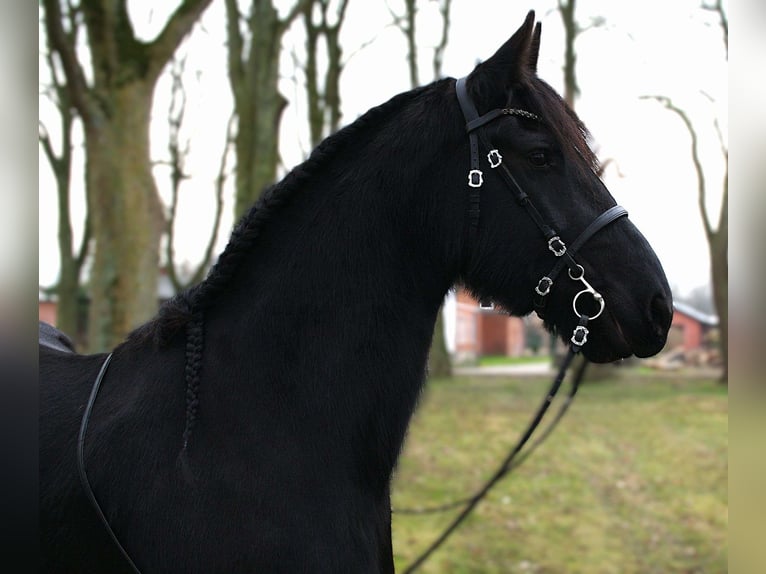 Frison Jument 10 Ans 167 cm Noir in Trappenkamp
