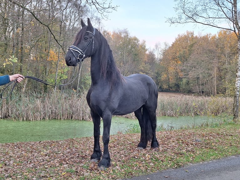 Frison Jument 10 Ans 167 cm Noir in Dalen