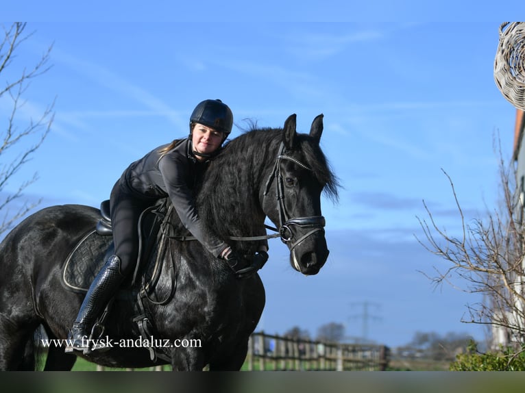 Frison Jument 10 Ans 167 cm Noir in Mijnsheerenland