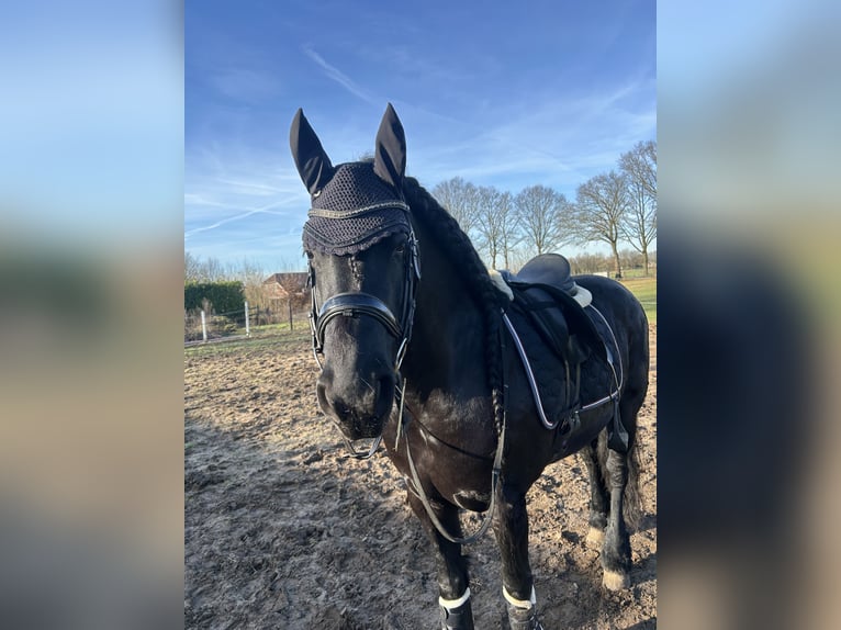 Frison Croisé Jument 10 Ans 168 cm Noir in Gaanderen