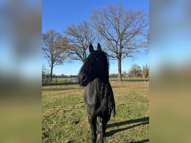Frison Croisé Jument 10 Ans 168 cm Noir in Gaanderen