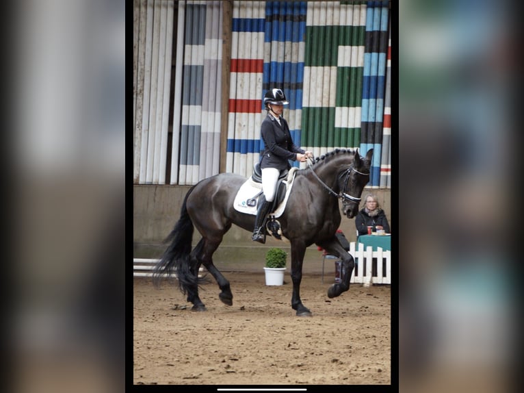 Frison Jument 10 Ans 169 cm Noir in Hamburg