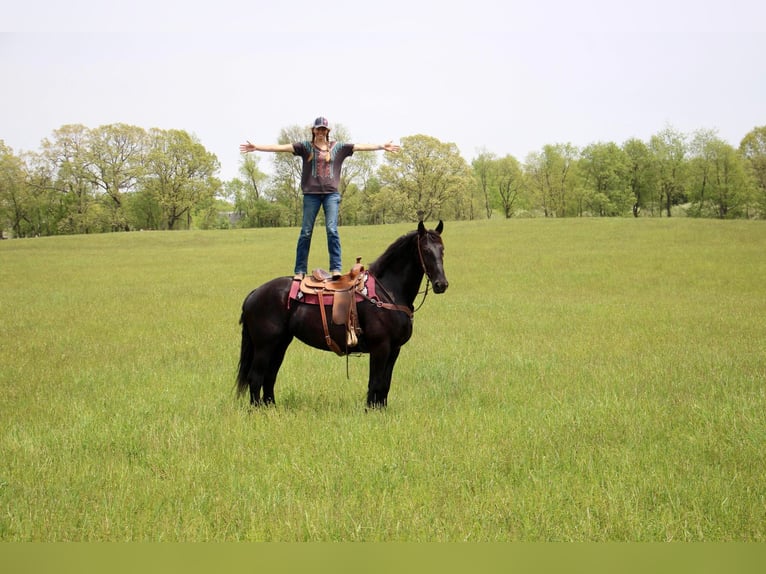 Frison Jument 10 Ans 173 cm Noir in Highland MI