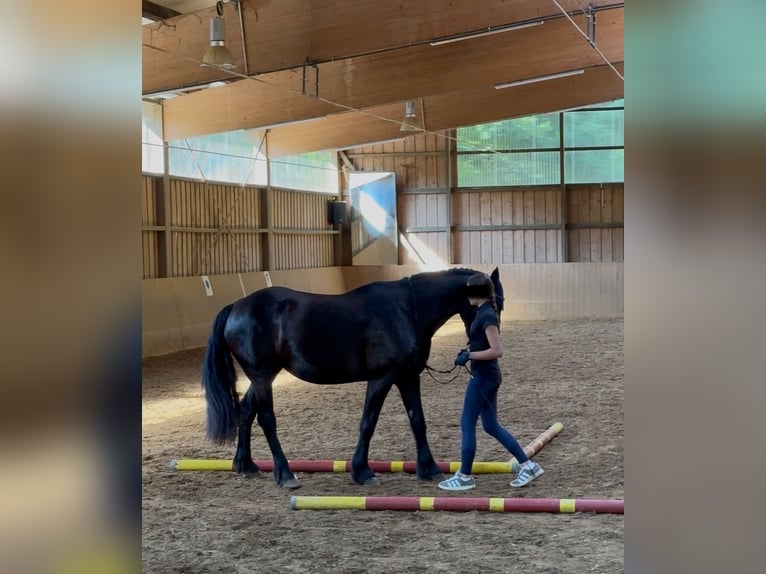 Frison Croisé Jument 10 Ans Bai brun in Gr&#xE4;felfing