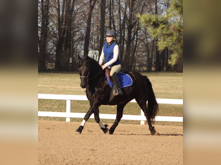 Frison Jument 11 Ans 147 cm Noir in Borden