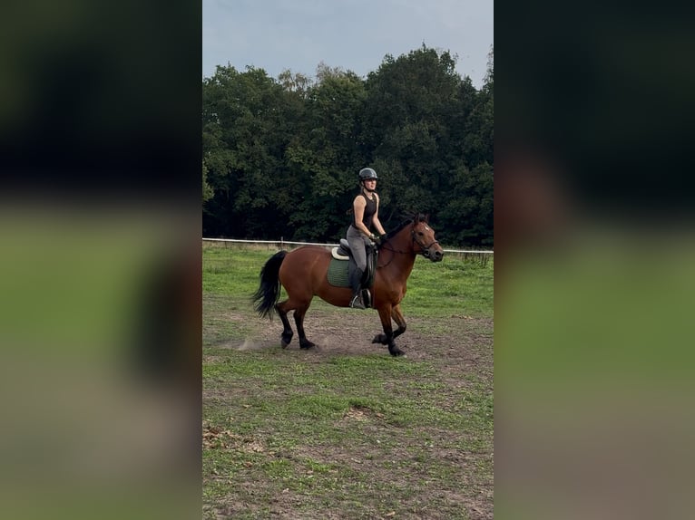 Frison Croisé Jument 11 Ans 155 cm Bai in Heibloem