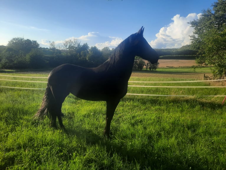 Frison Croisé Jument 11 Ans 163 cm Noir in Bad Mergentheim