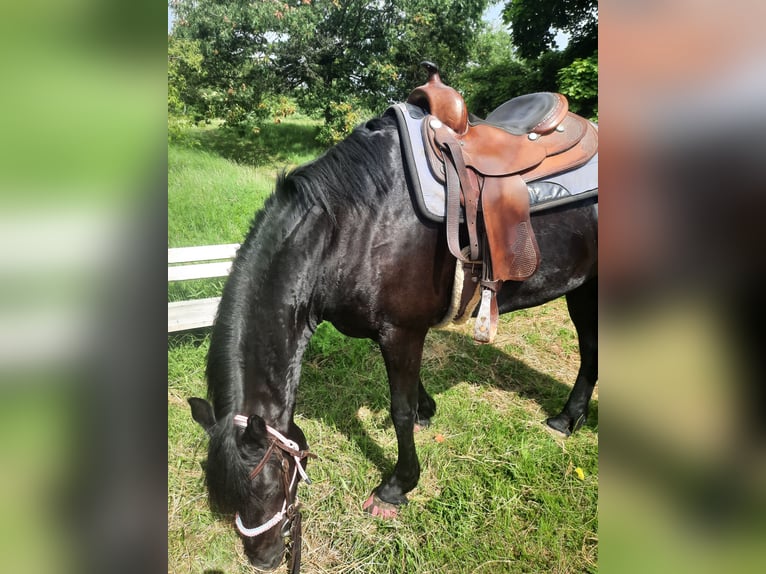 Frison Croisé Jument 11 Ans 163 cm Noir in Bad Mergentheim