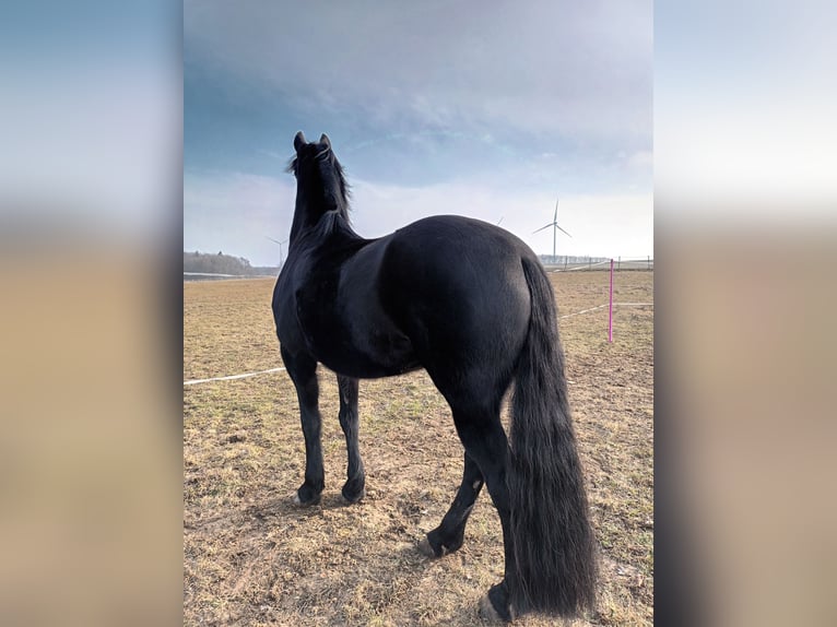 Frison Croisé Jument 11 Ans 163 cm Noir in Bad Mergentheim