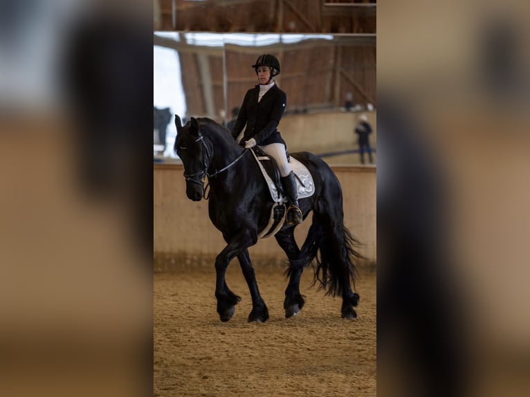 Frison Jument 11 Ans 165 cm Noir in Ramsau