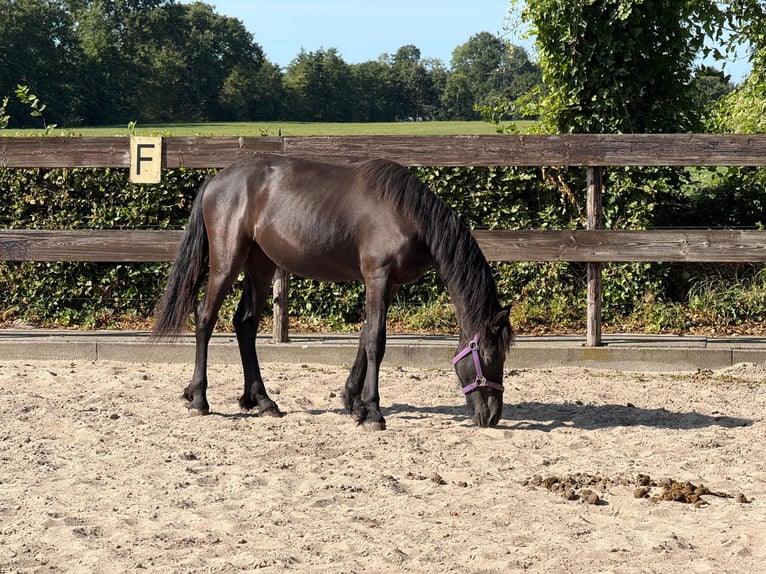 Frison Jument 11 Ans 165 cm Noir in Nijega