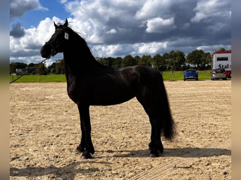 Frison Jument 11 Ans 165 cm Noir in Nijega