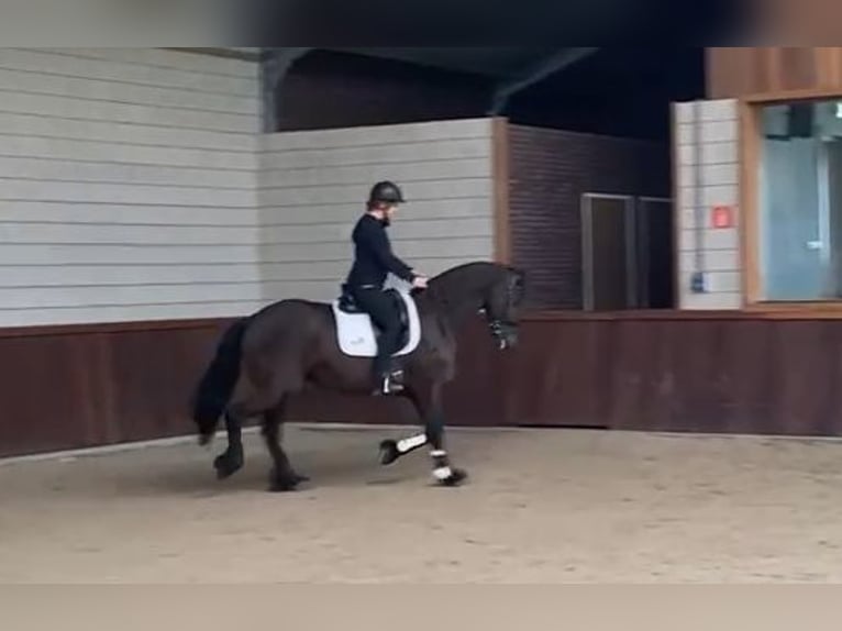 Frison Jument 11 Ans 165 cm Noir in Nijega