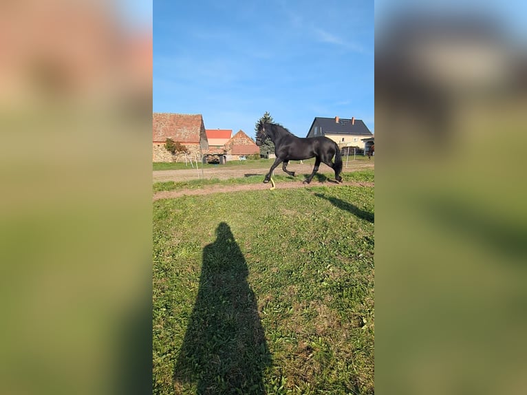 Frison Jument 11 Ans 167 cm Noir in Baruth/Mark