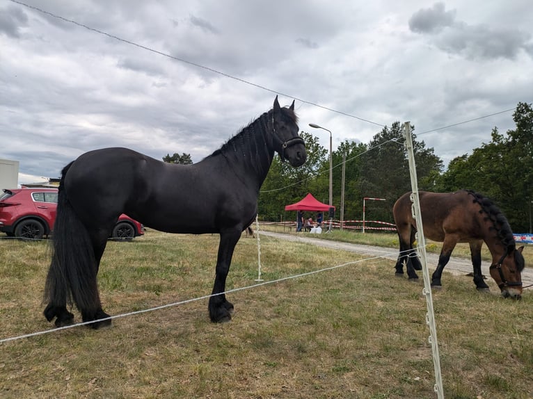 Frison Jument 11 Ans 167 cm Noir in Baruth/Mark