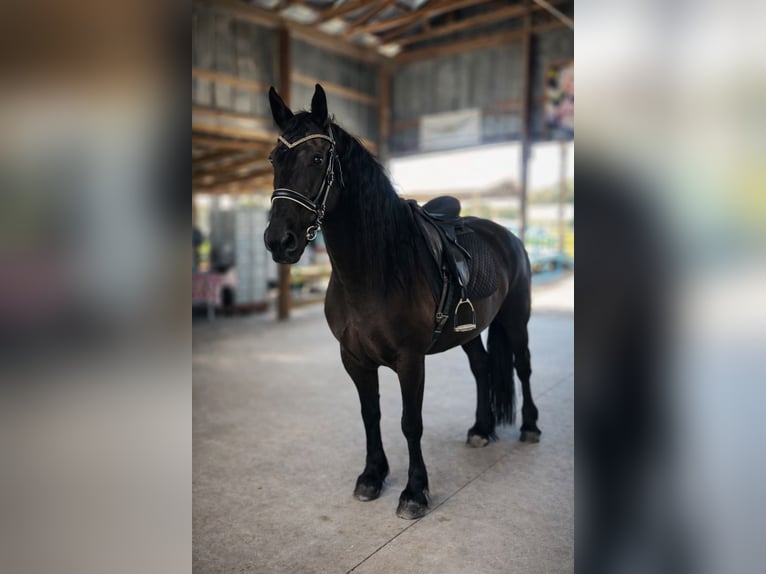 Frison Jument 11 Ans 168 cm Noir in Land O Lakes