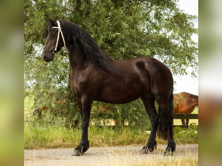 Frison Jument 11 Ans 168 cm Noir in Nes
