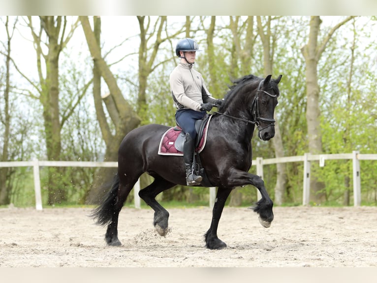 Frison Jument 11 Ans 168 cm Noir in Britswert