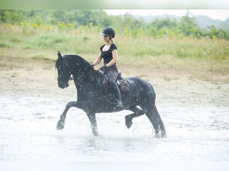 Frison Jument 11 Ans 168 cm Noir in Britswert