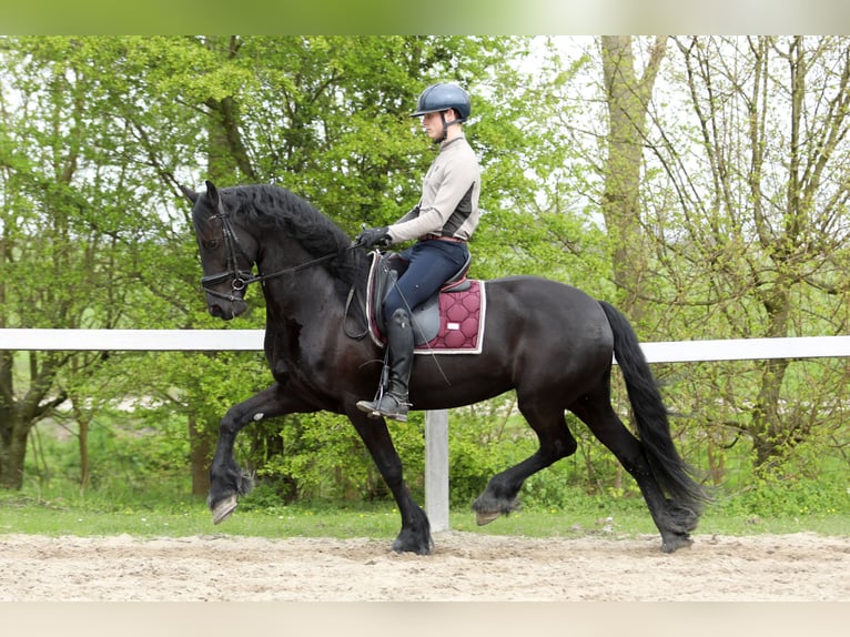Frison Jument 11 Ans 168 cm Noir in Britswert
