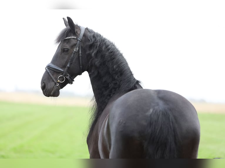 Frison Jument 11 Ans 168 cm Noir in Britswert