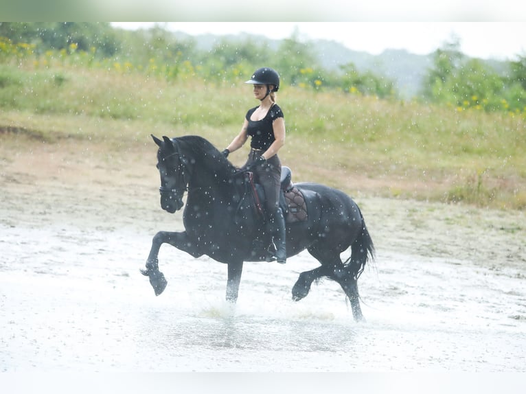Frison Jument 11 Ans 168 cm Noir in Britswert