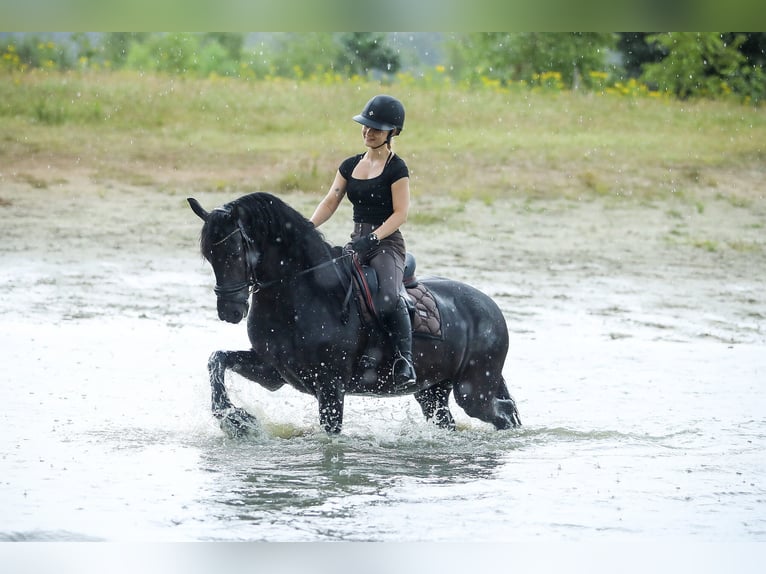 Frison Jument 11 Ans 168 cm Noir in Britswert