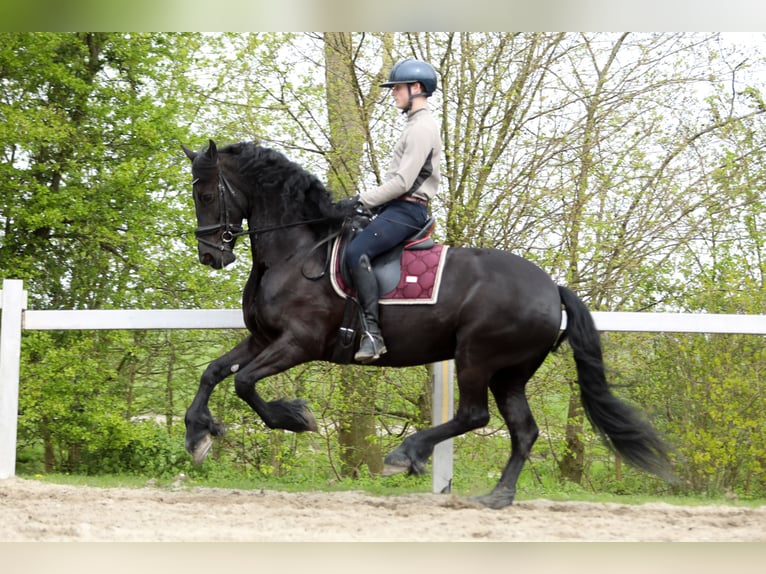 Frison Jument 11 Ans 168 cm Noir in Britswert
