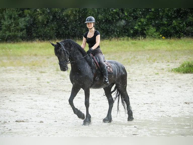 Frison Jument 11 Ans 168 cm Noir in Britswert