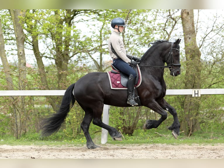 Frison Jument 11 Ans 168 cm Noir in Britswert