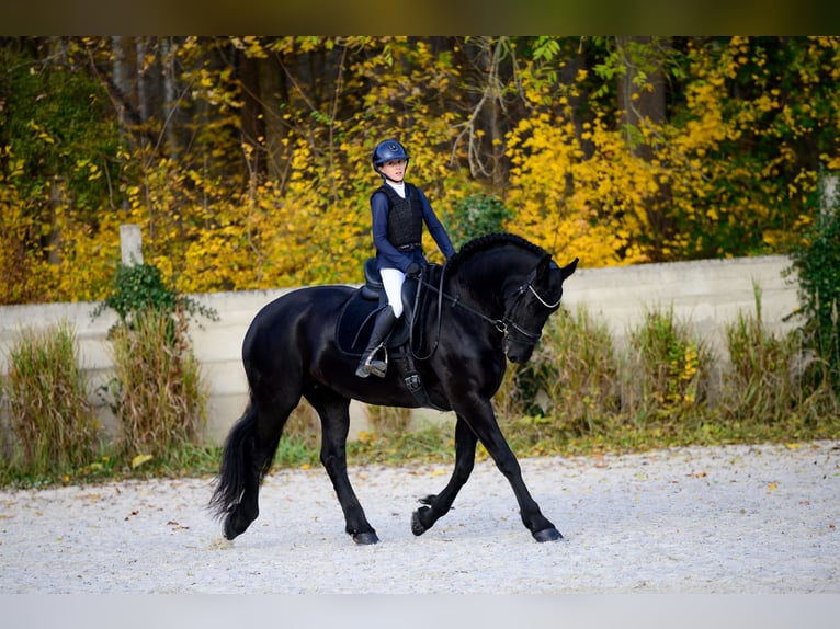 Frison Jument 11 Ans 175 cm Noir in Prague 1