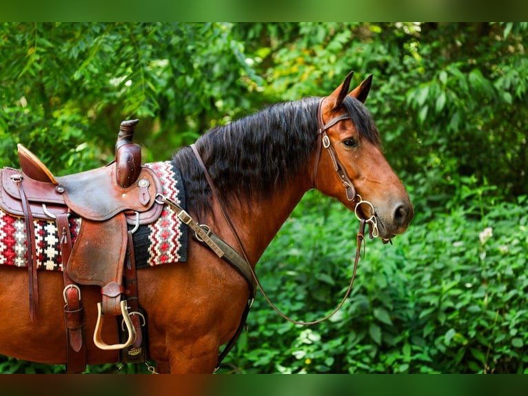 Frison Croisé Jument 12 Ans 152 cm Bai cerise in Apple Creek