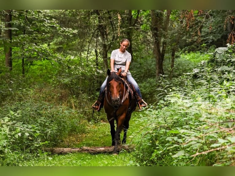 Frison Croisé Jument 12 Ans 152 cm Bai cerise in Apple Creek