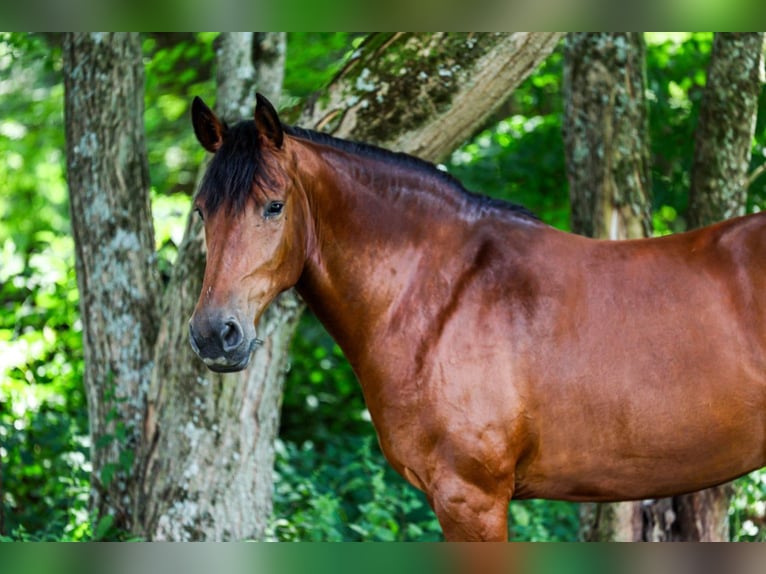 Frison Croisé Jument 12 Ans 152 cm Bai cerise in Apple Creek