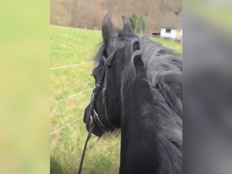 Frison Jument 12 Ans 157 cm Noir in Hennef