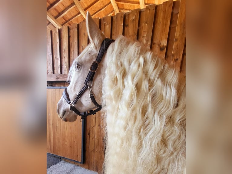 Frison Croisé Jument 12 Ans 158 cm Champagne in Albi