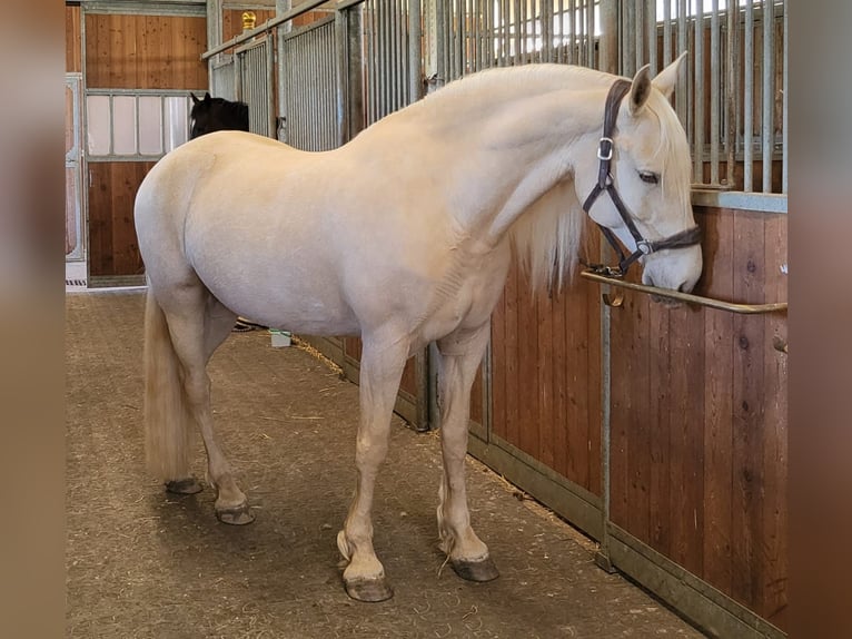 Frison Croisé Jument 12 Ans 158 cm Champagne in Albi