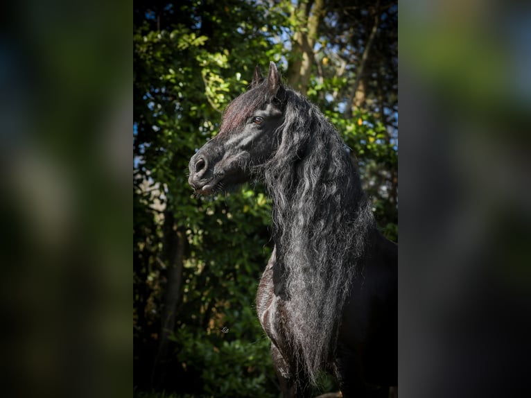 Frison Jument 12 Ans 164 cm Noir in Evergem