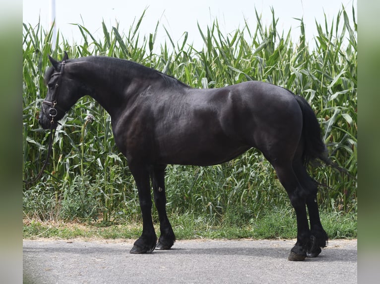 Frison Jument 12 Ans 167 cm Noir in Geilenkirchen