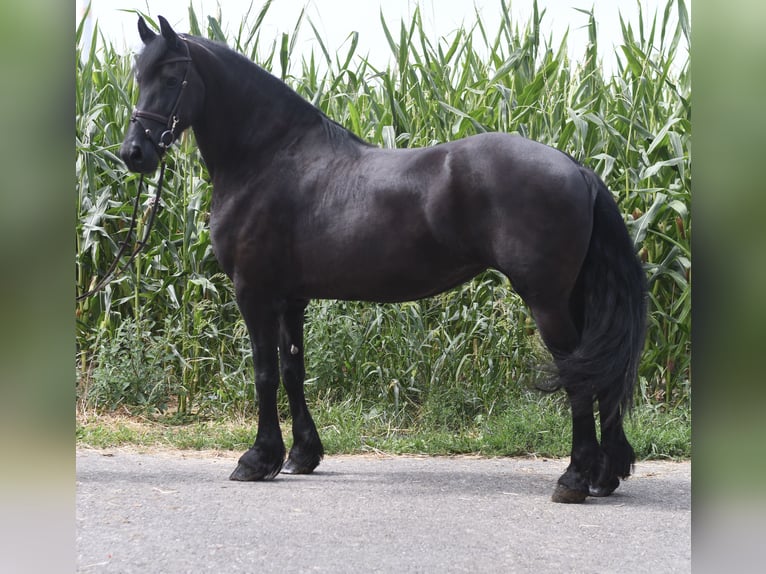 Frison Jument 12 Ans 167 cm Noir in Geilenkirchen