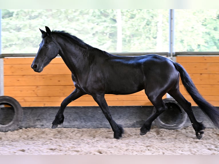 Frison Jument 12 Ans 168 cm Noir in Vendryne