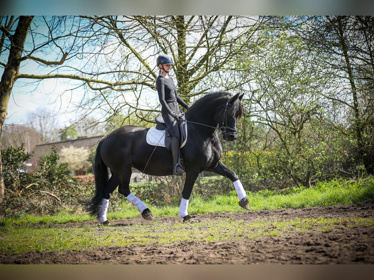 Frison Jument 12 Ans Noir in Evergem