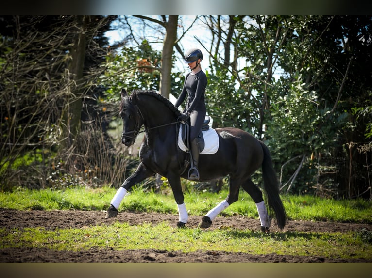 Frison Jument 12 Ans Noir in Evergem