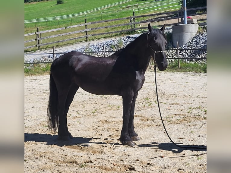Frison Jument 13 Ans 153 cm in Freyung