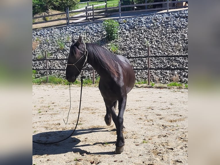Frison Jument 13 Ans 153 cm in Freyung